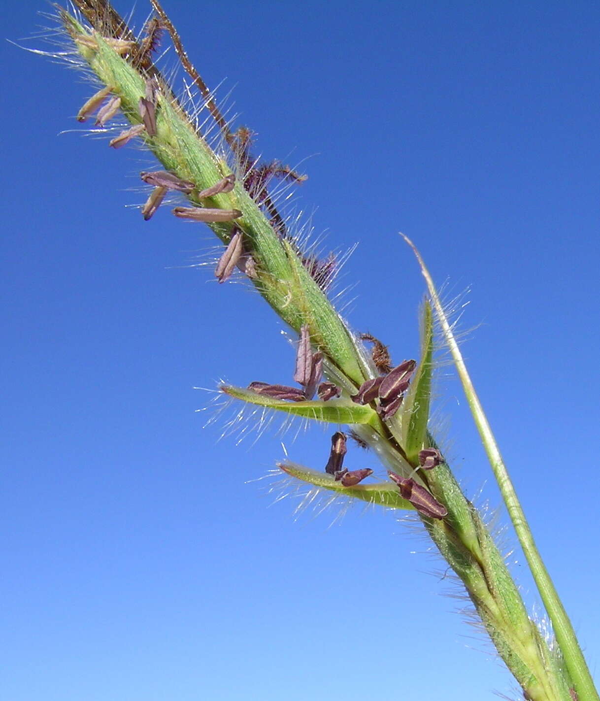 Слика од Heteropogon