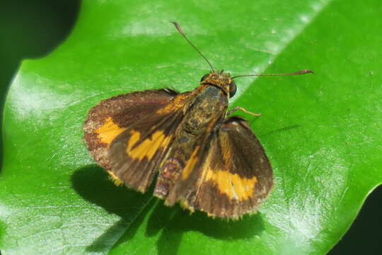 Image of Common Dartlet