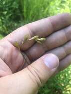 Image of broom sedge