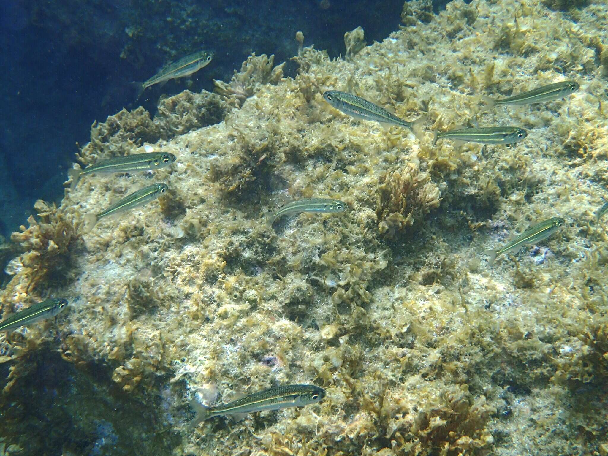 Image of Big-scale Sand Smelt