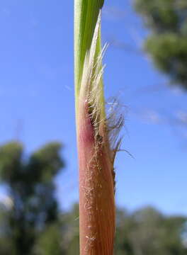 Imagem de Imperata cylindrica (L.) P. Beauv.