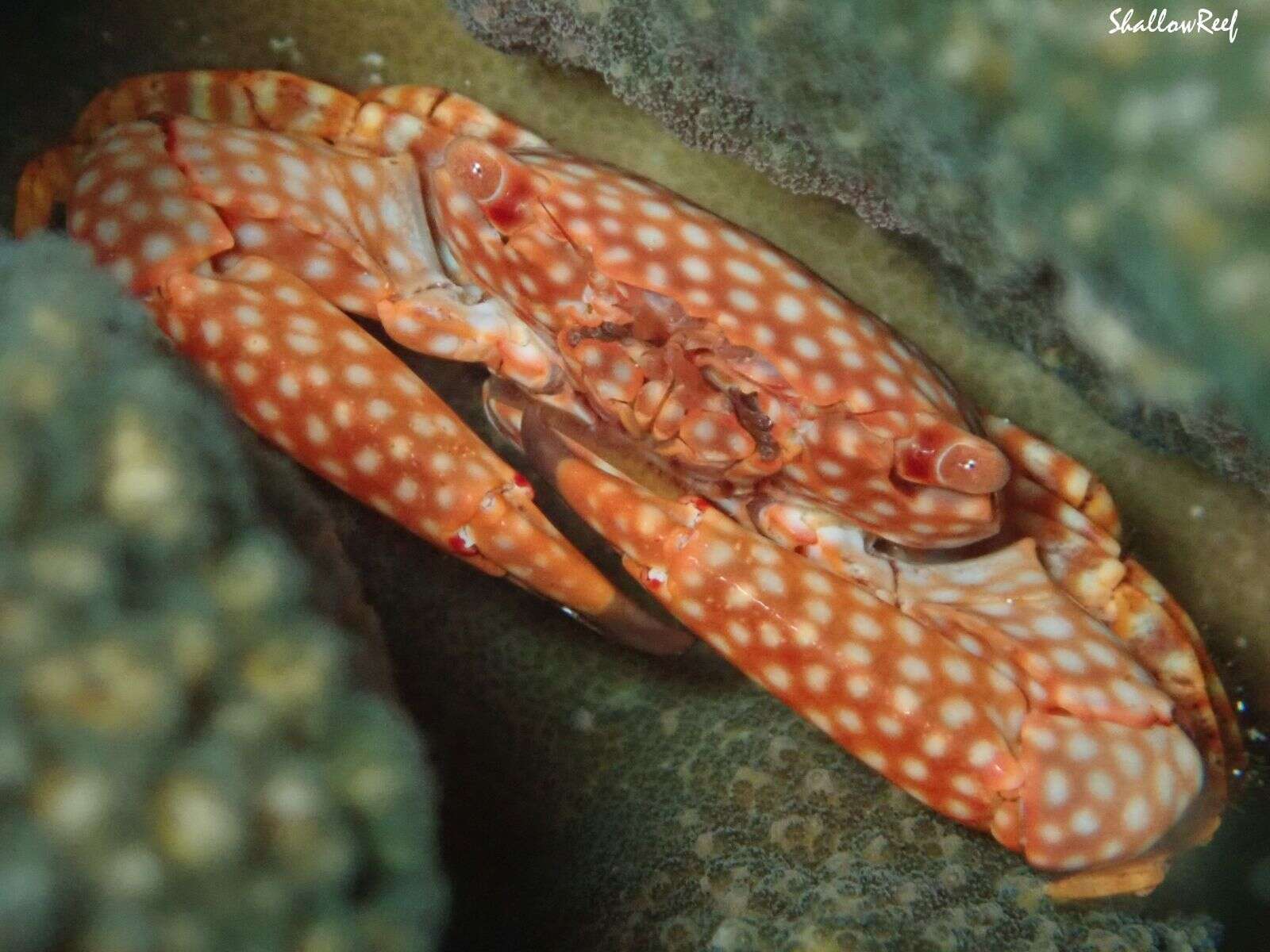 Image of yellow-spotted guard crab