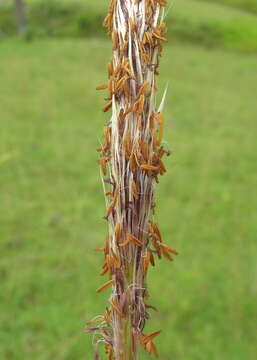 Imagem de Imperata cylindrica (L.) P. Beauv.