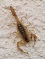 Image of Striped Bark Scorpion