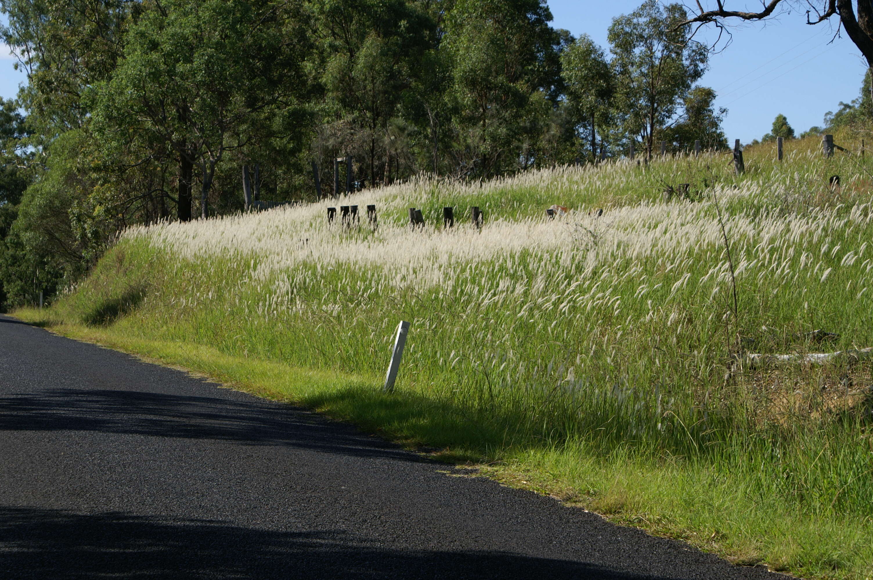 Image of cogongrass