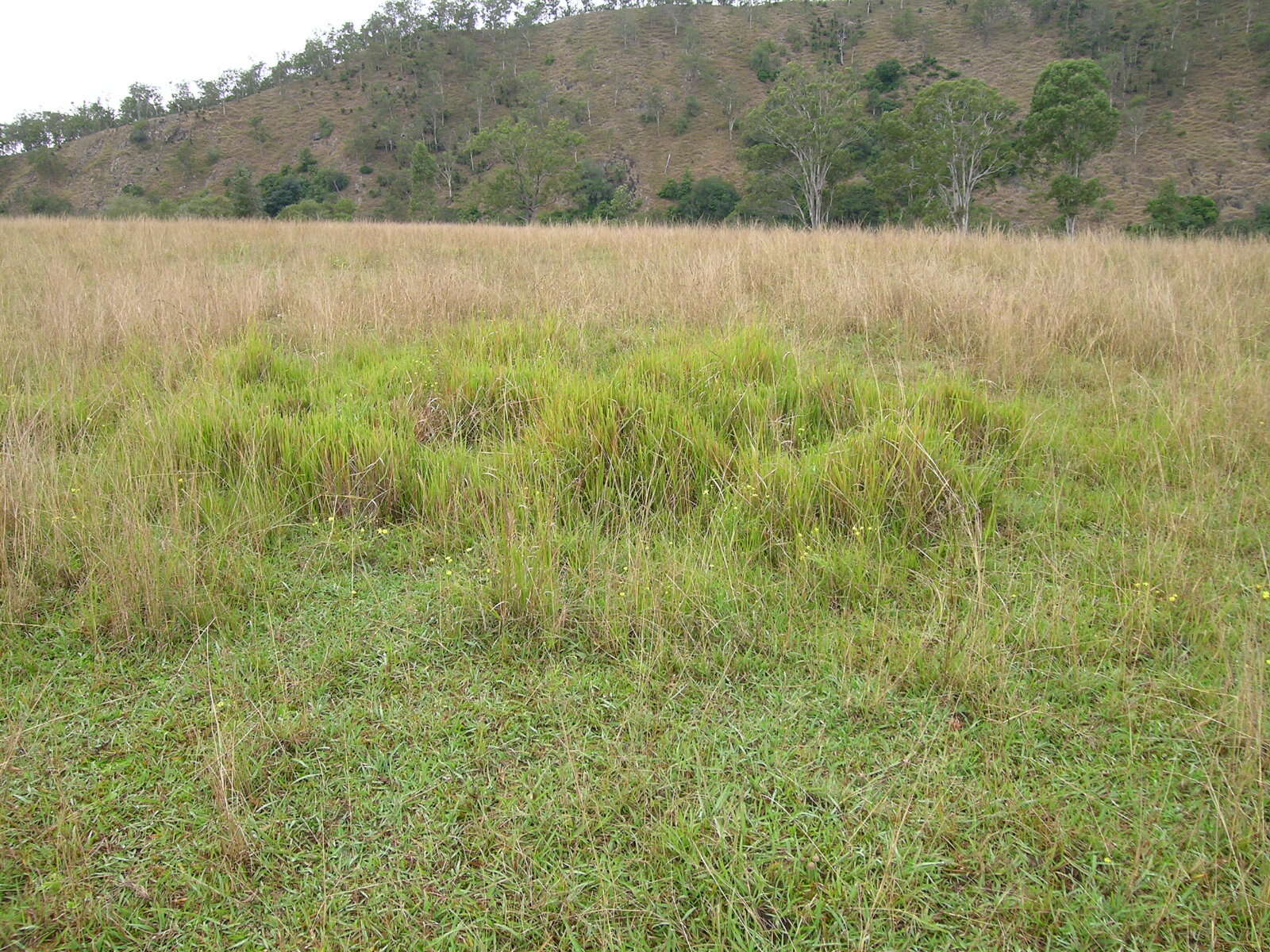 Imagem de Imperata cylindrica (L.) P. Beauv.