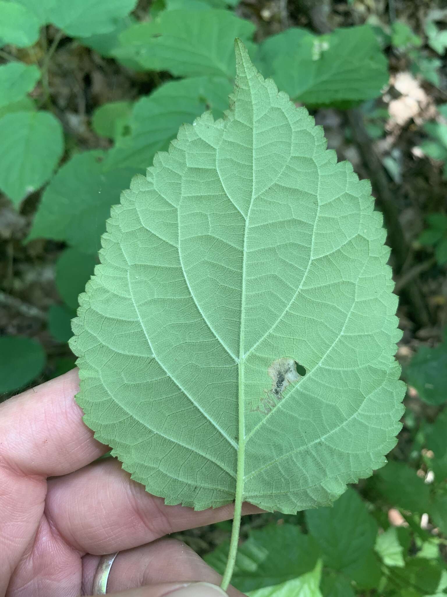 Imagem de Hydrangea cinerea Small