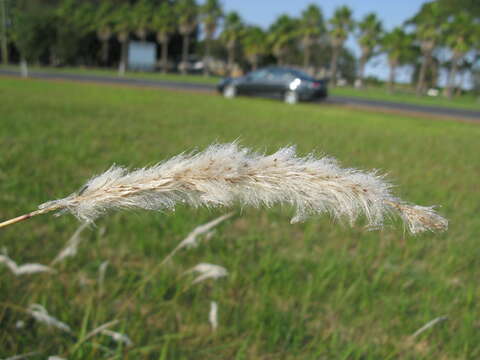 Imagem de Imperata cylindrica (L.) P. Beauv.