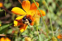 Image of Eastern Carpenter Bee