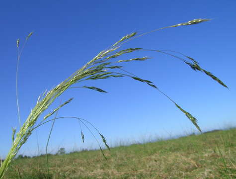 Image of Common Blown Grass