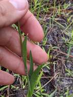 Image of Coastal-Plain Silk-Grass