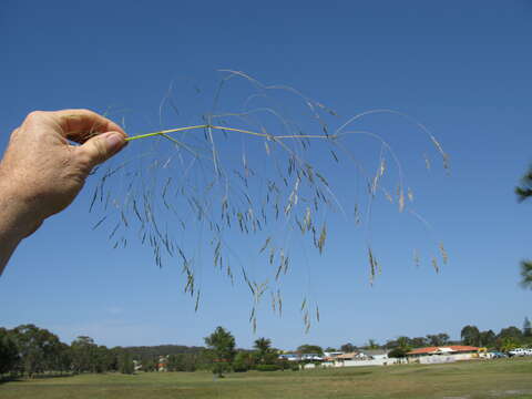 Image of Common Blown Grass