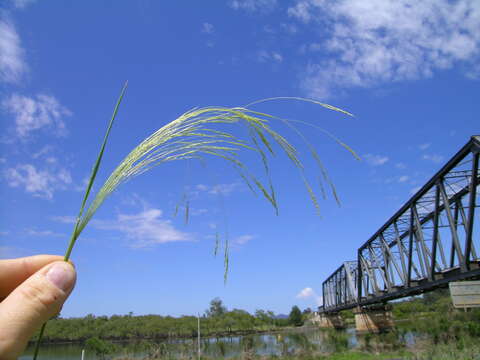 Image of Common Blown Grass