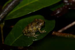 Image of Turtle Mountain Tree Frog