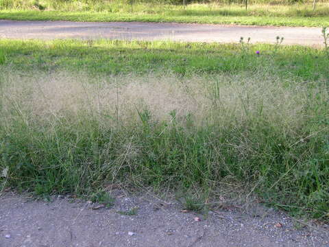 Image of Common Blown Grass