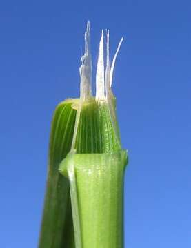 Image of Common Blown Grass