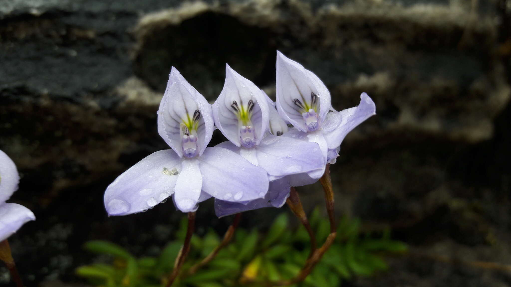 Image de Disa maculata L. fil.