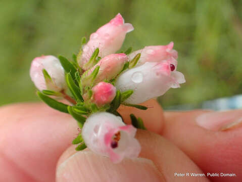 Image of Erica oatesii var. oatesii