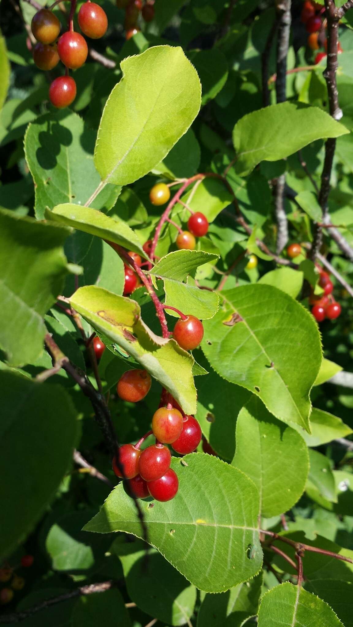 Imagem de Prunus virginiana L.