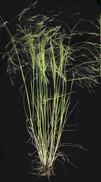 Image of Common Blown Grass