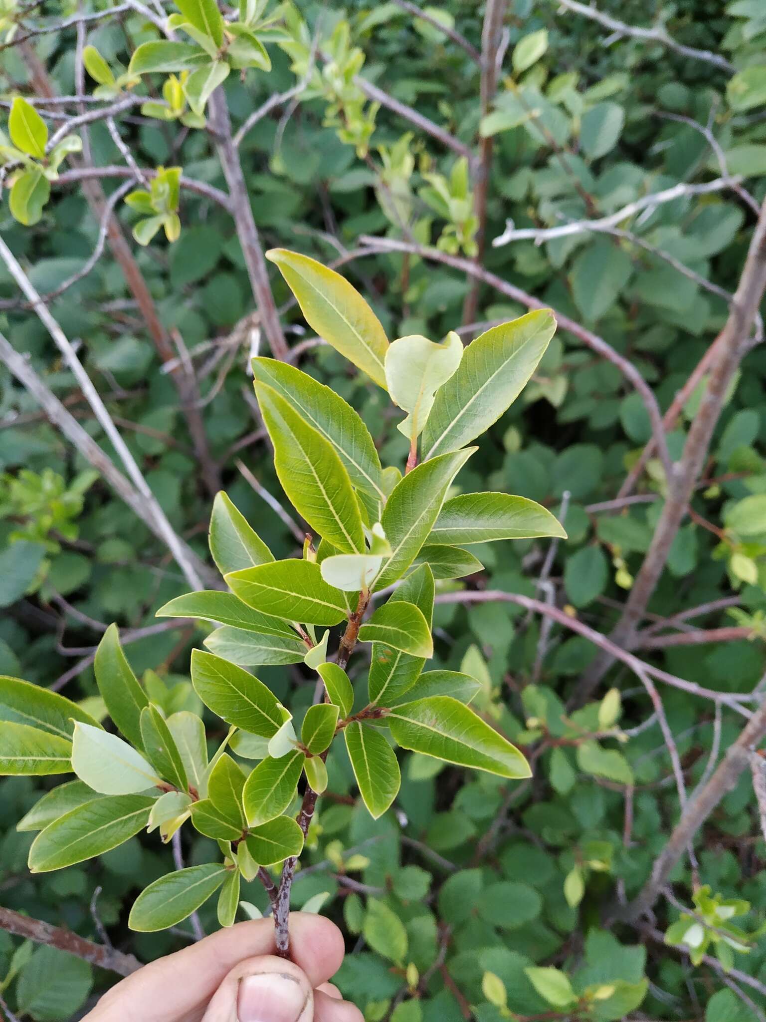 Salix divaricata Pall.的圖片