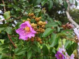 Image of Lagerstroemia noei Craib