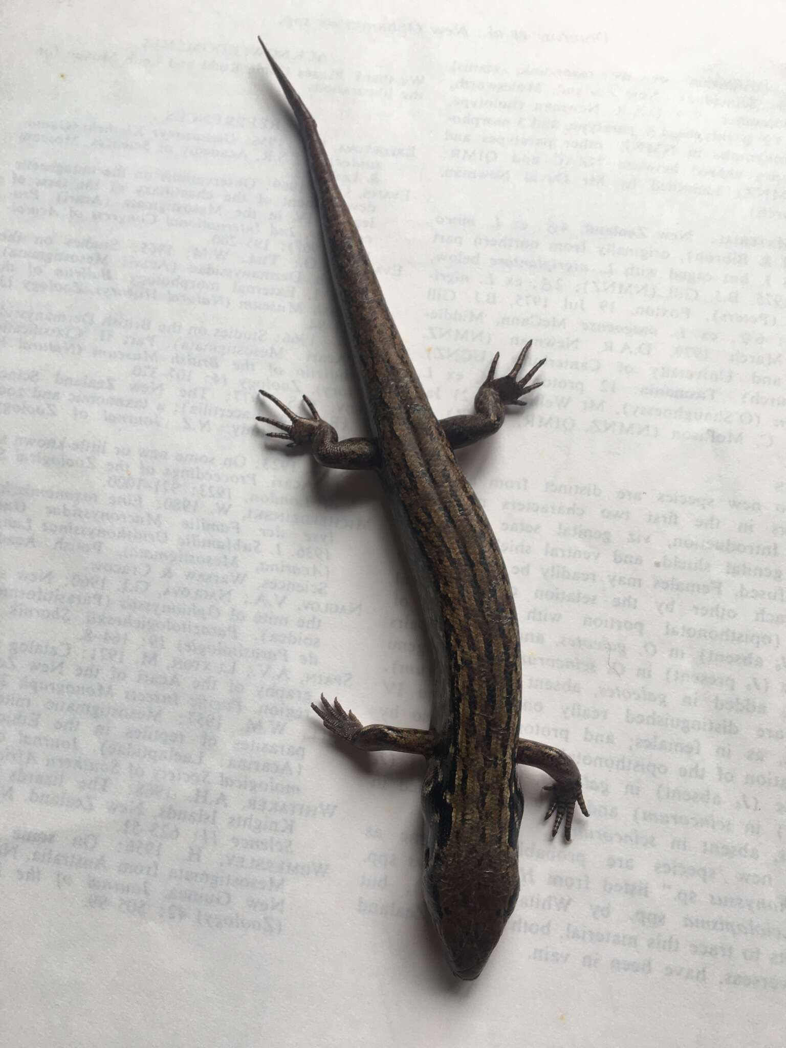 Image of MacGregor's New Zealand Skink