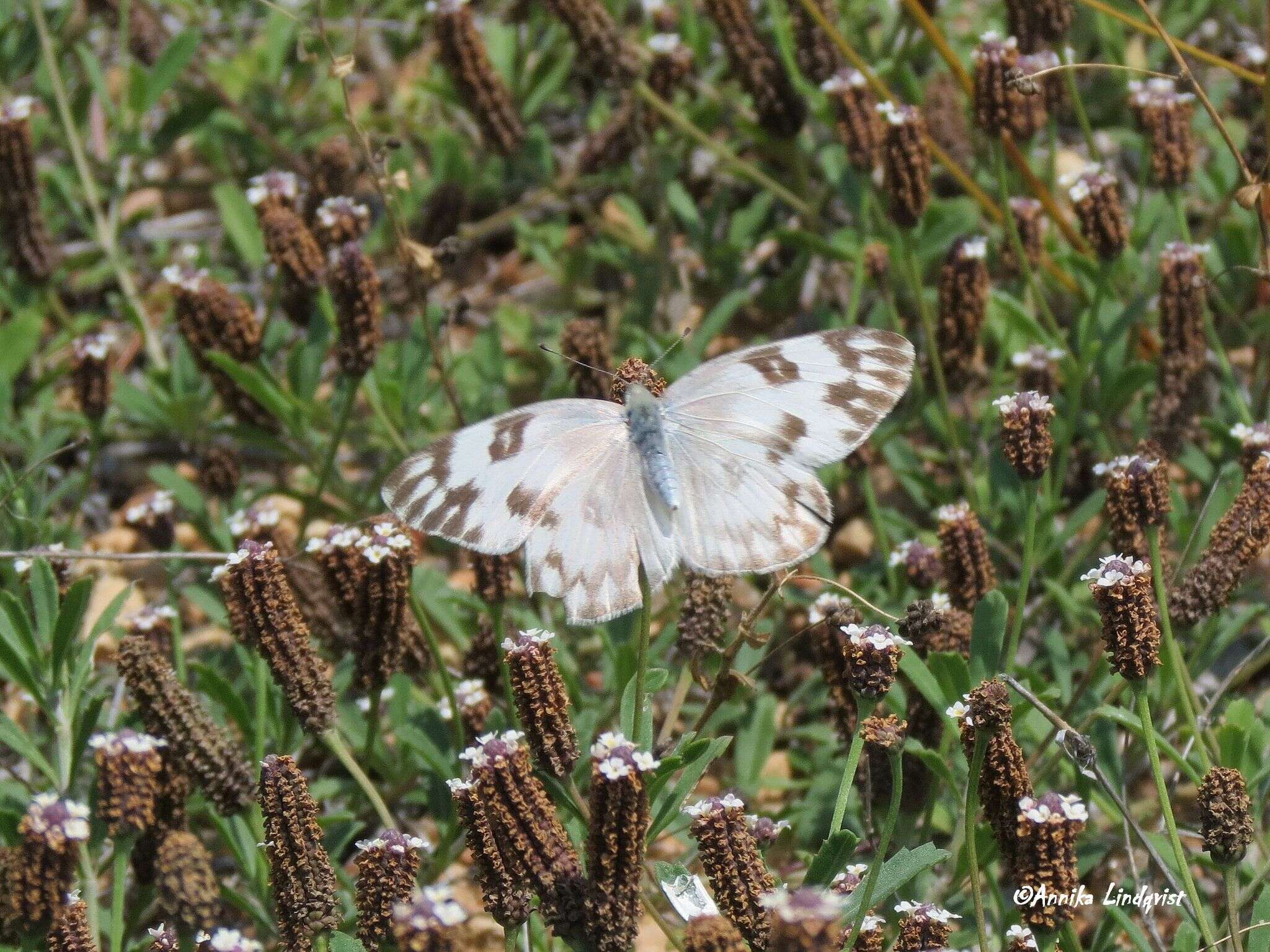 Image of Checkered White