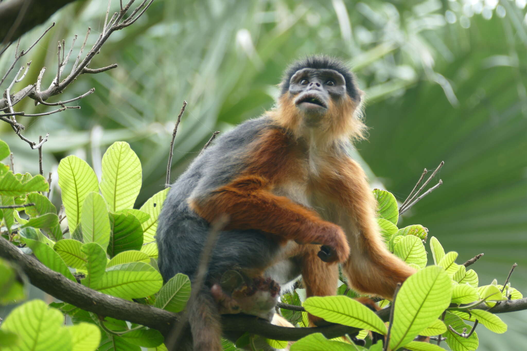 Image de Piliocolobus badius temminckii (Kuhl 1820)