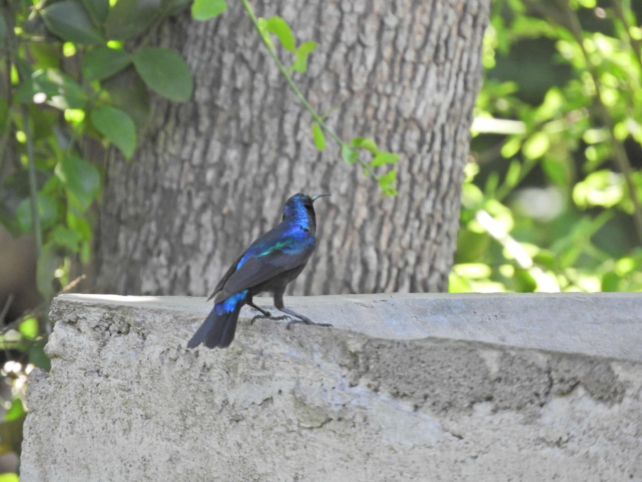 Image of Purple-banded Sunbird