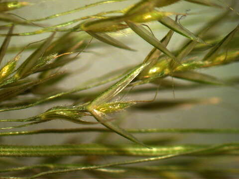 Image of Common Blown Grass
