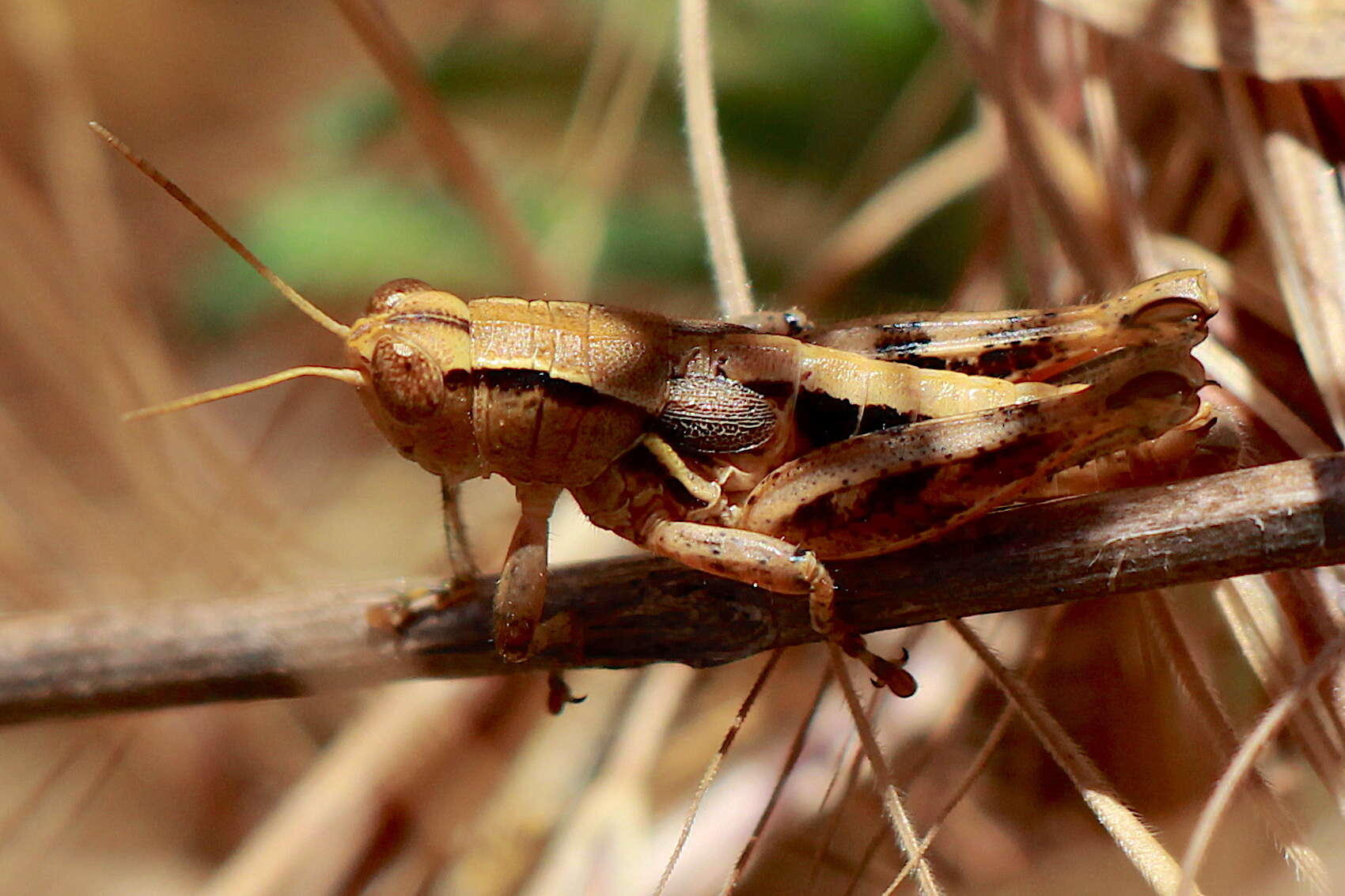 Oedaleonotus tenuipennis (Scudder & S. H. 1897)的圖片