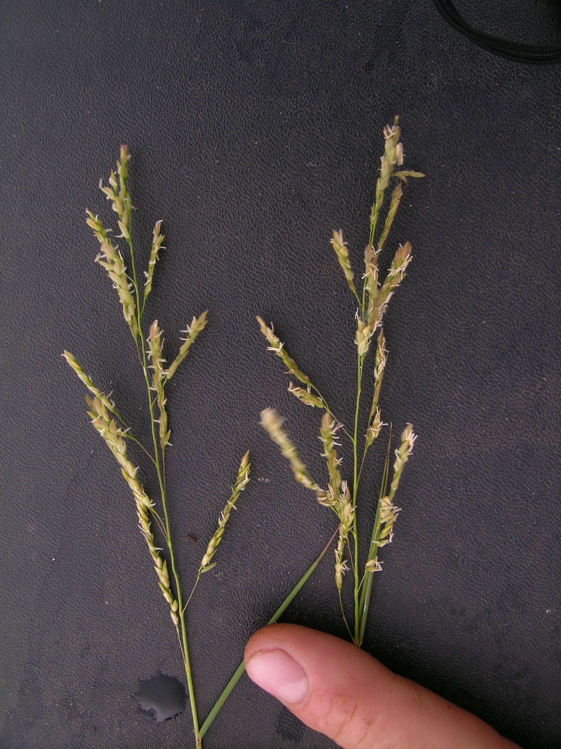 Image of southern cutgrass