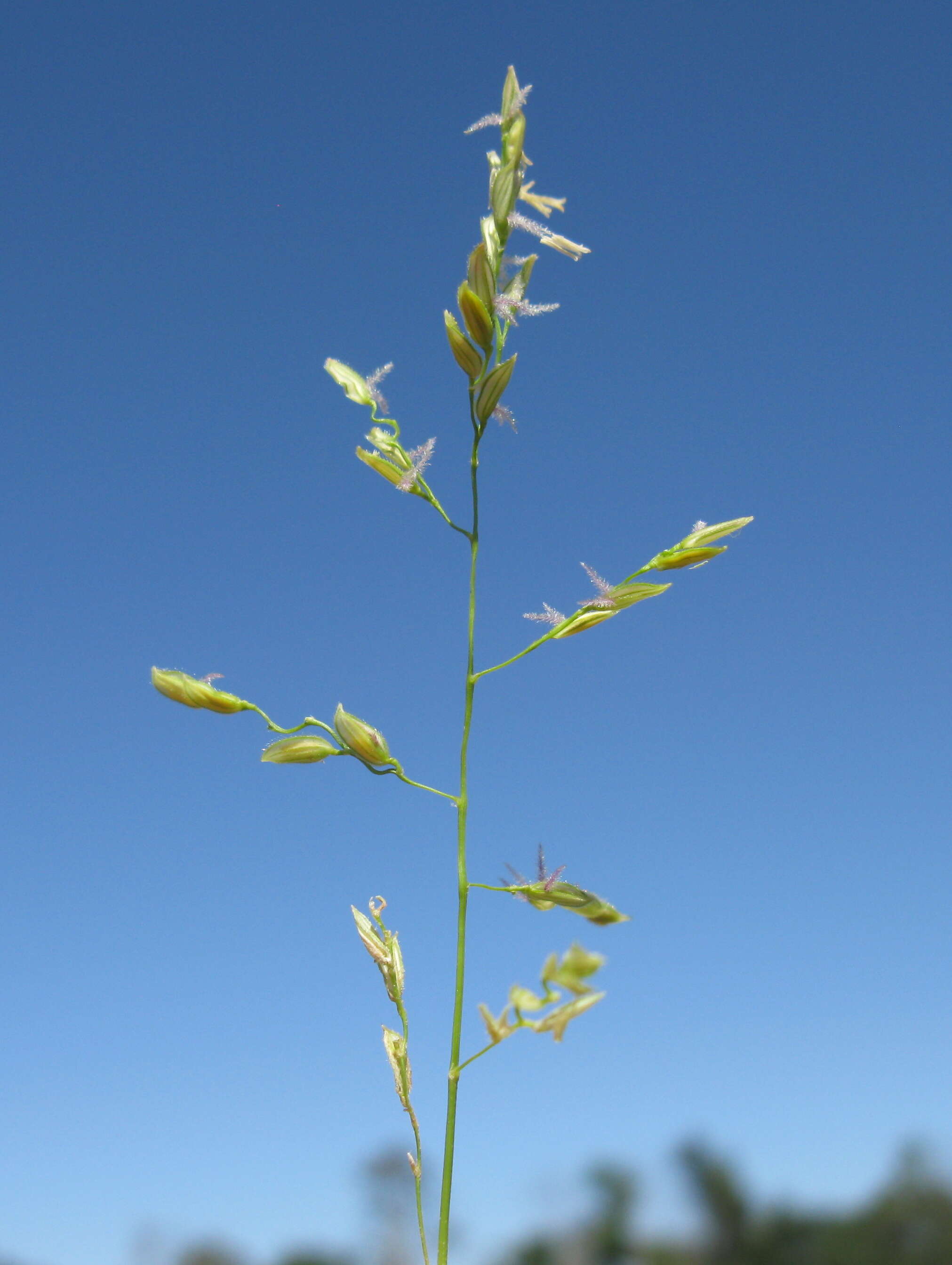 Image of southern cutgrass