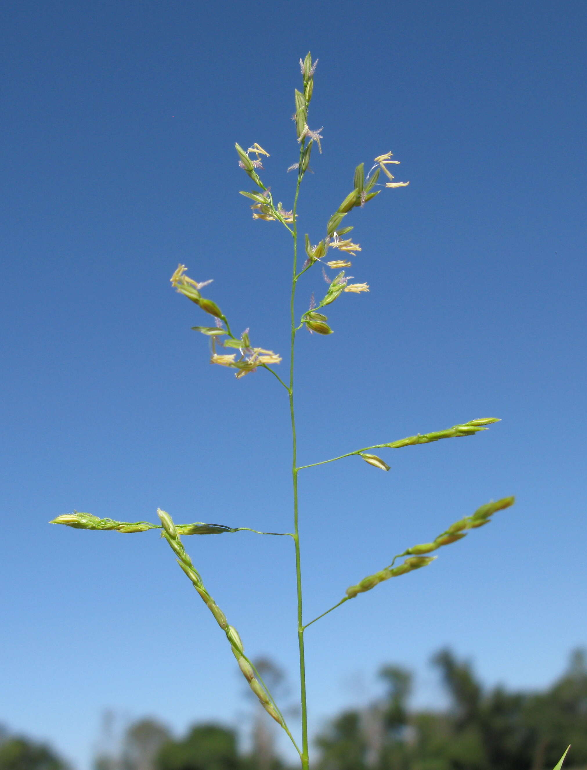 Image of southern cutgrass