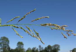 Image of southern cutgrass