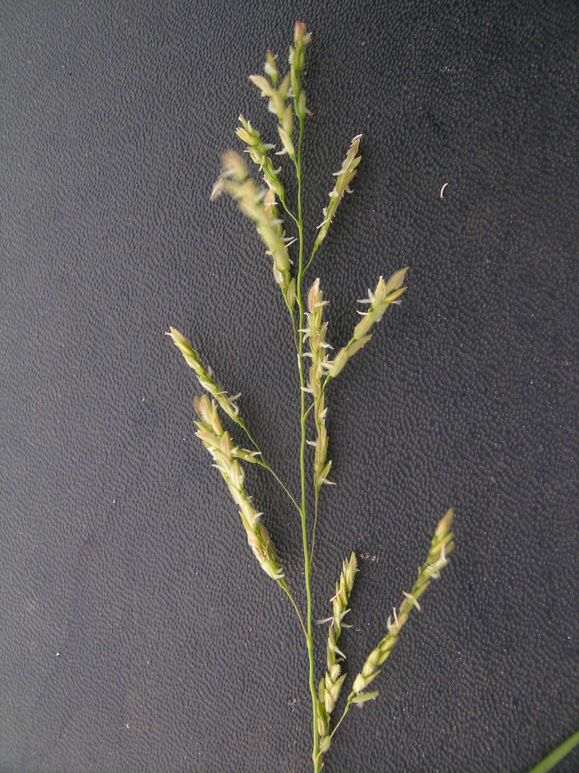 Image of southern cutgrass