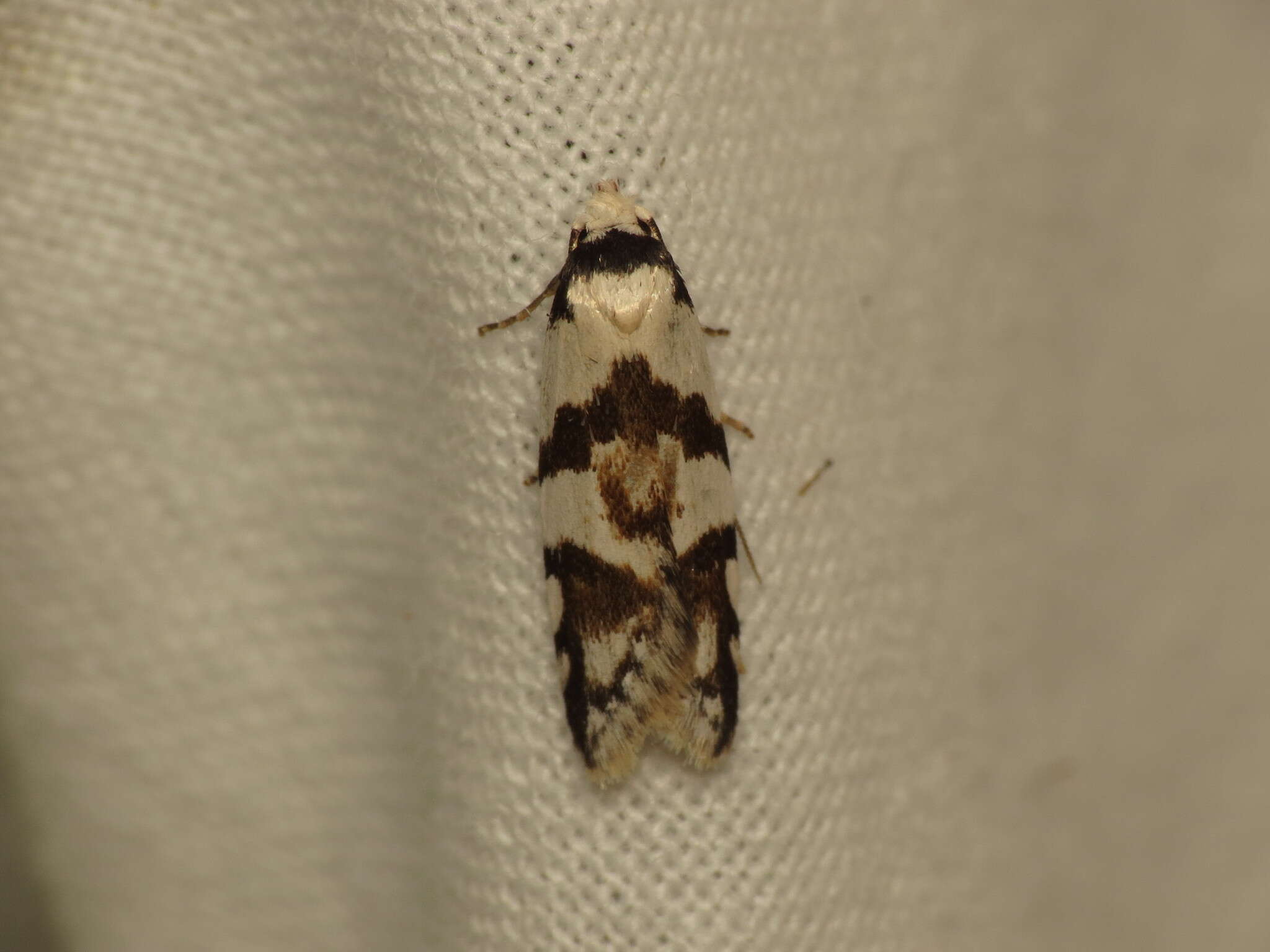 Image of Oxythecta alternella Walker 1864