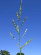 Image of southern cutgrass