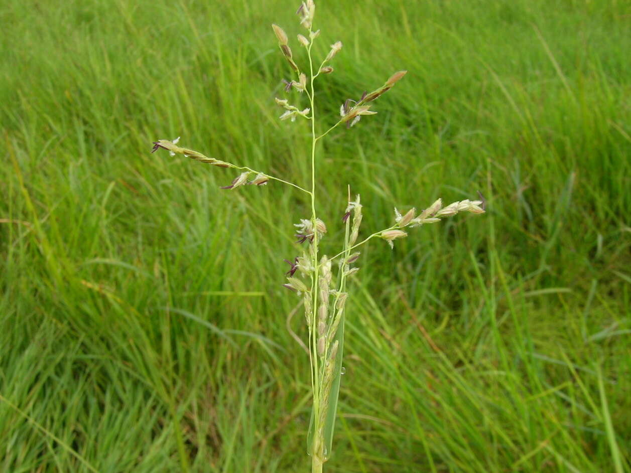 Image of southern cutgrass