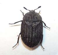 صورة Oiceoptoma inaequale (Fabricius 1781)