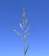 Image of southern cutgrass