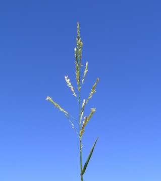 Image of southern cutgrass