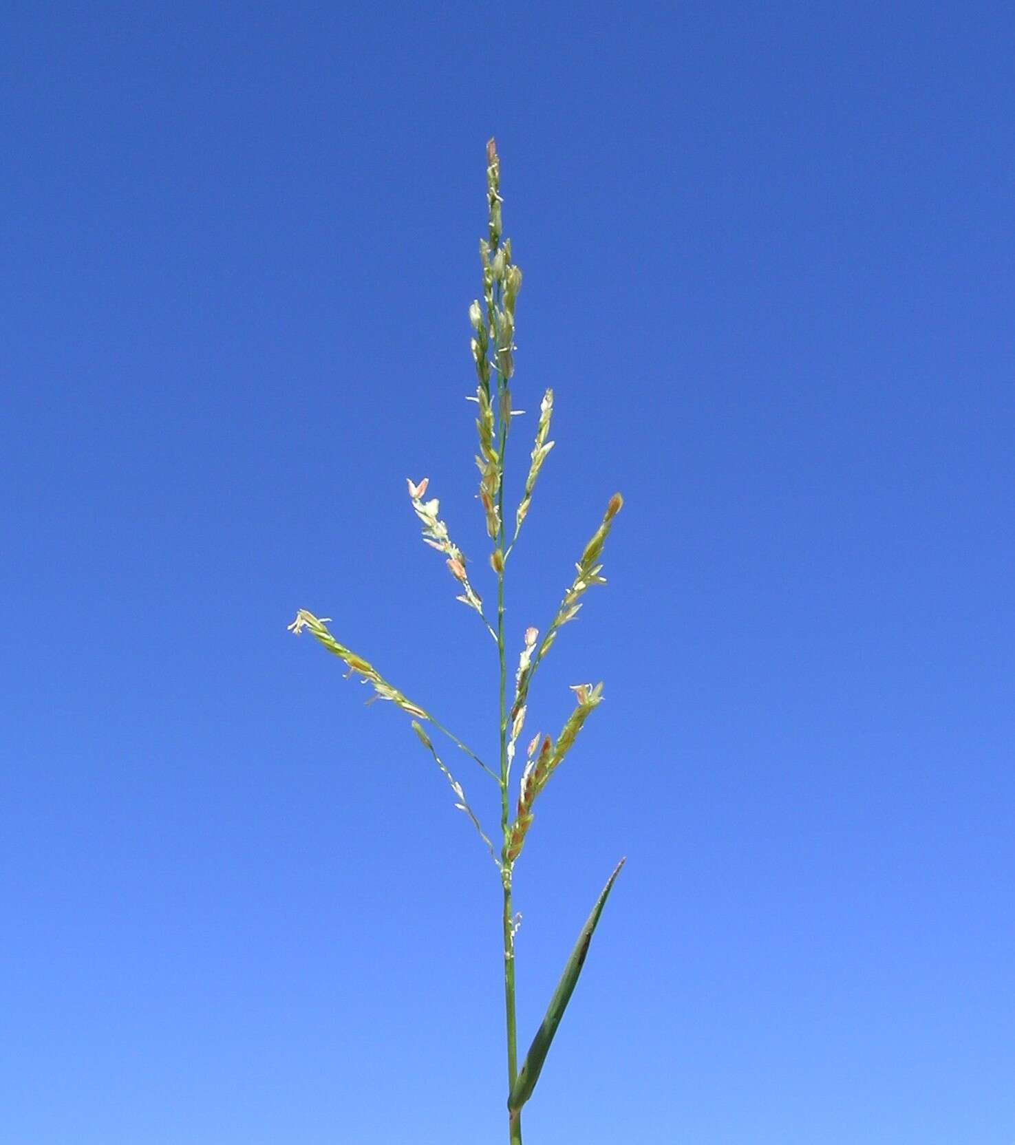 Image of southern cutgrass