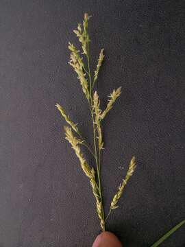 Image of southern cutgrass