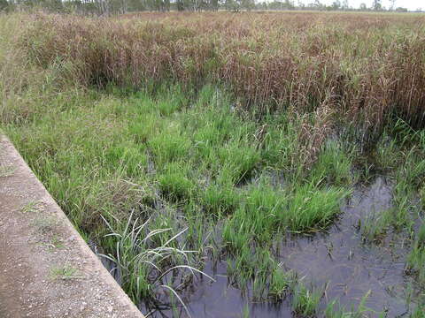 Image of southern cutgrass