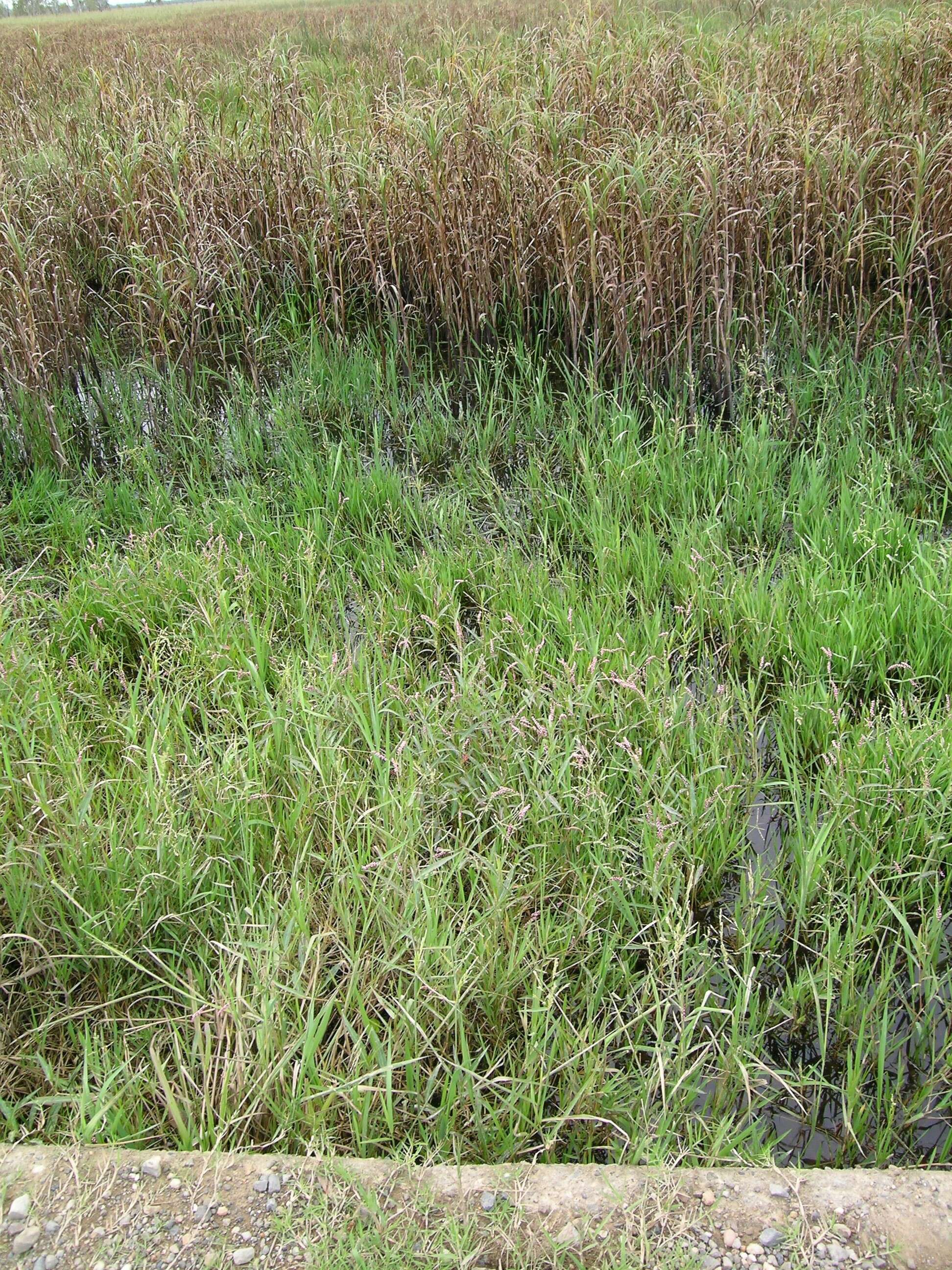 Image of southern cutgrass