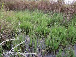 Image of southern cutgrass