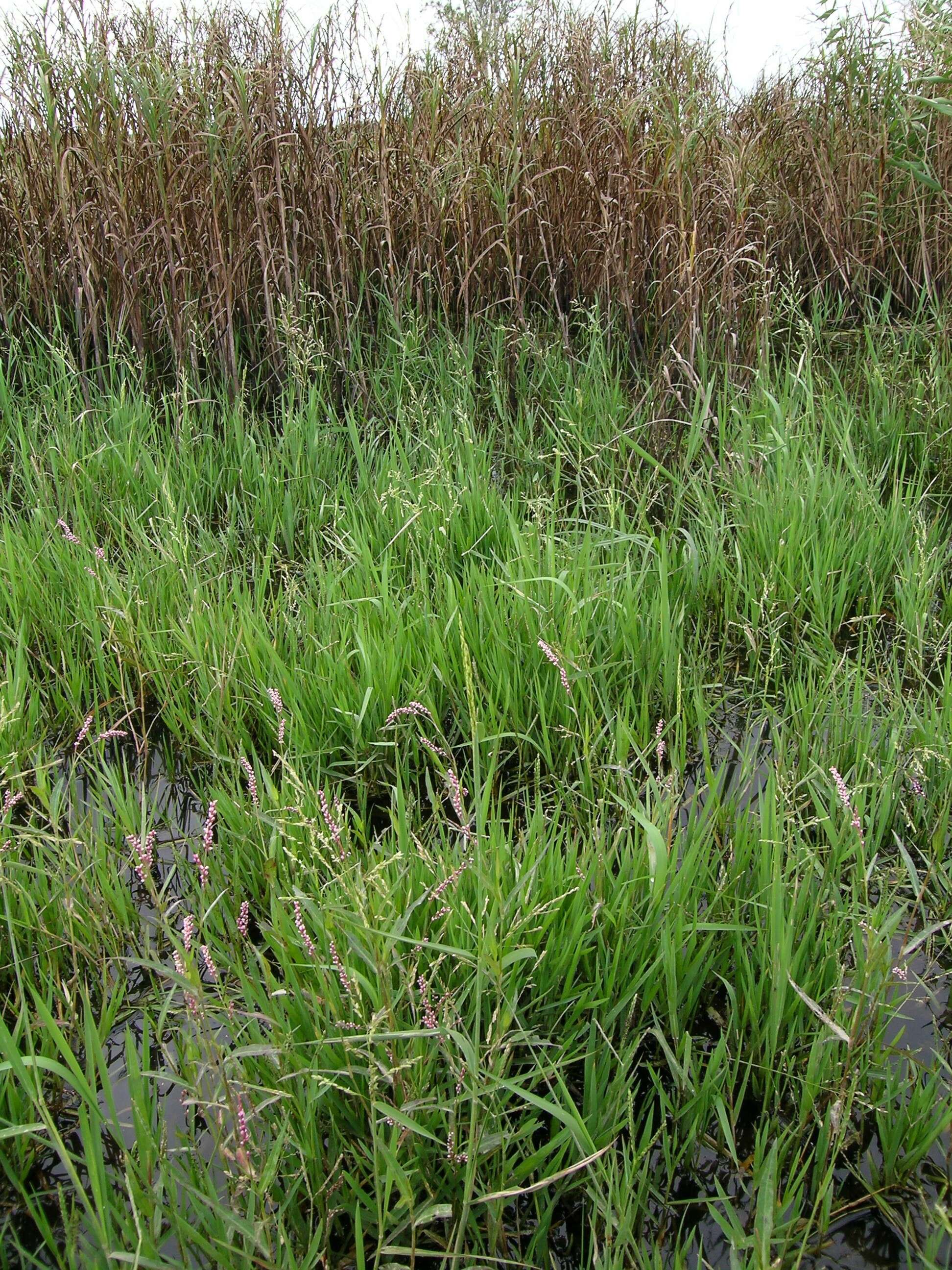 Image of southern cutgrass