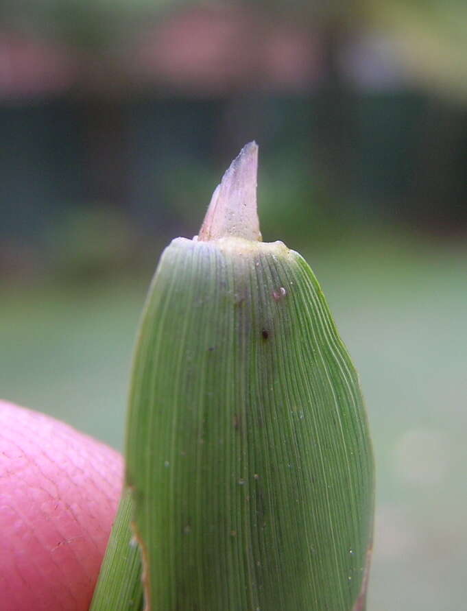 Image of southern cutgrass